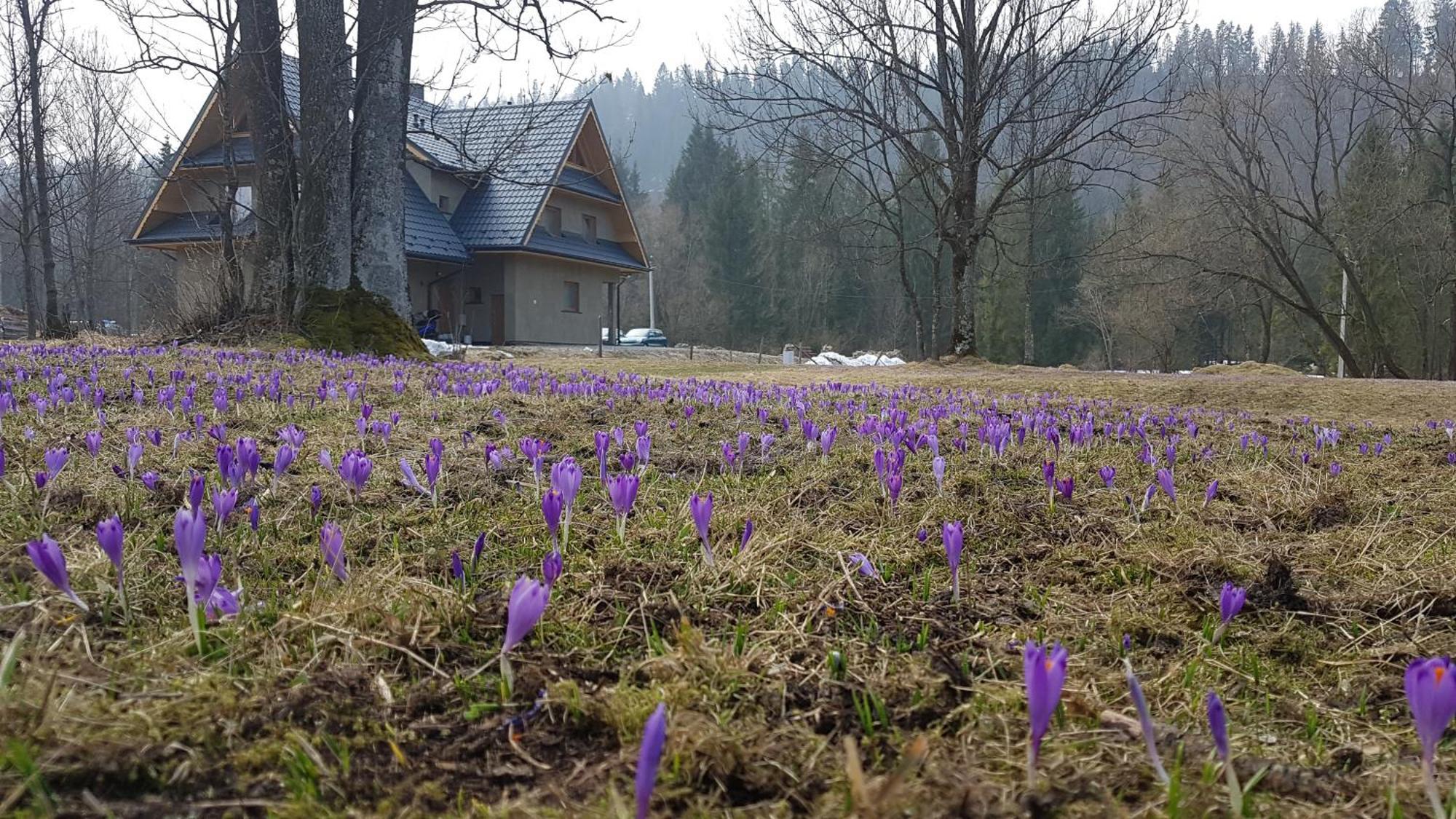 Dom Na Skraju Lasu Jurgów Exterior foto
